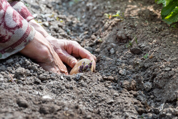 Close-up of farmer's hands planting potato tubers in soil in organic field. Garden work in spring. Traditional agriculture.