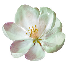 Spring   flower  on isolated background with clipping path. Closeup. For design. Nature. Transparent background.	