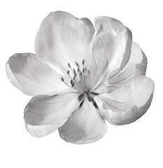 Spring   flower  on isolated background with clipping path. Closeup. For design. Nature.