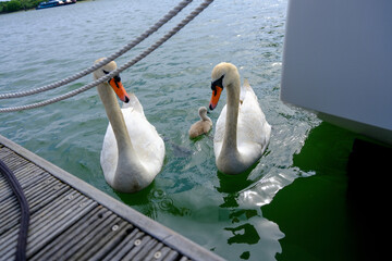 An adorable Swan family, with mother, father and baby cygnet