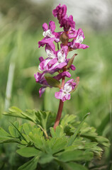 Corydalis cava.
The Columbine cava is a small herbaceous, perennial and bulbous plant belonging to the Papaveraceae family, widespread in continental Europe.