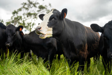 wagyu angus cows Mixed Herd of Healthy Beef Cattle Grazing on Lush Green Pasture. Regenerative...