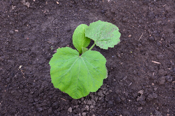 Young zucchini seedling growing in the garden