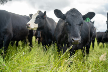 wagyu angus cows Mixed Herd of Healthy Beef Cattle Grazing on Lush Green Pasture. Regenerative Sustainable Australian Agriculture, Responsible Livestock Farming, and Natural Environment in Australia