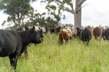 wagyu angus cows Mixed Herd of Healthy Beef Cattle Grazing on Lush Green Pasture. Regenerative Sustainable Australian Agriculture, Responsible Livestock Farming, and Natural Environment in Australia