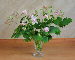 Bouquet of pink aquilegia