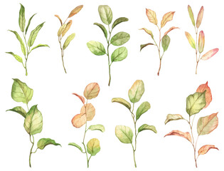 Set of hand painted realistic watercolor plants - green and yellow leaves for late summer and autumn floral design