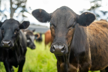 wagyu angus cows Mixed Herd of Healthy Beef Cattle Grazing on Lush Green Pasture. Regenerative...
