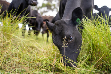wagyu angus cows Mixed Herd of Healthy Beef Cattle Grazing on Lush Green Pasture. Regenerative...