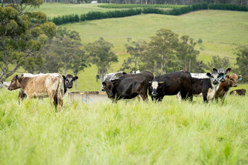 wagyu angus cows Mixed Herd of Healthy Beef Cattle Grazing on Lush Green Pasture. Regenerative Sustainable Australian Agriculture, Responsible Livestock Farming, and Natural Environment in Australia