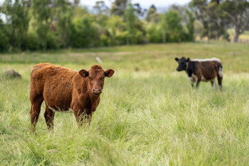 wagyu angus cows Mixed Herd of Healthy Beef Cattle Grazing on Lush Green Pasture. Regenerative...