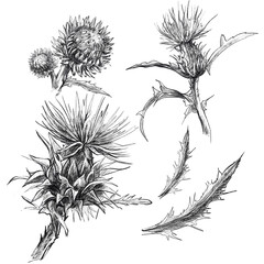 Detailed hand drawn illustration of thistle flowers and spiky leaves. Vintage engraving style line art, perfect for herbal design, nature books, packaging, and botanical prints. Black and white