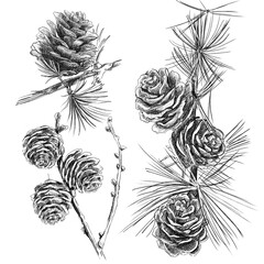 set of elements flowers and leaves and cone. Hand draw illustration, black lines