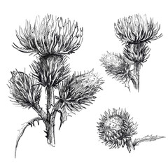 Detailed hand drawn illustration of thistle flowers and spiky leaves. Vintage engraving style line art, perfect for herbal design, nature books, packaging, and botanical prints. Black and white