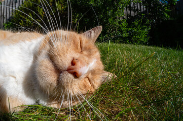 Ginger cat resting on garden yard grass in summer, fish eye lens