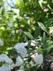 white flowers in a garden