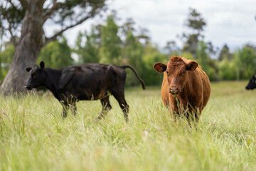 wagyu angus cows Mixed Herd of Healthy Beef Cattle Grazing on Lush Green Pasture. Regenerative...