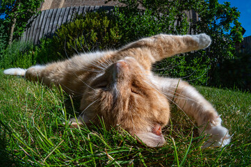 Ginger cat resting on garden yard grass in summer, fish eye lens