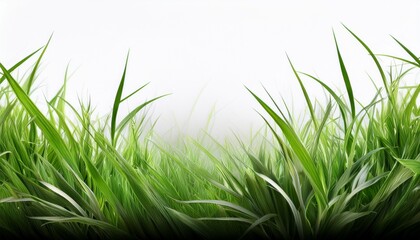 grass border design with blades fading into white background