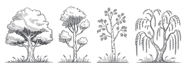 Hand drawn trees illustration set oak birch and weeping willow tree sketch isolated on white background vector illustration nature concept