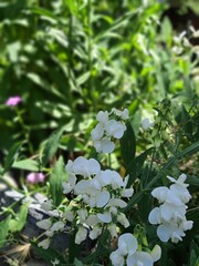 white flowers in the garden
