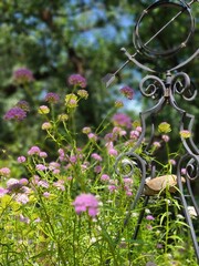 flowers in the garden