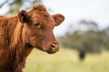 wagyu angus cows Mixed Herd of Healthy Beef Cattle Grazing on Lush Green Pasture. Regenerative...