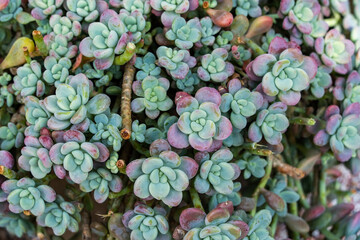 Succulents planted in the ground