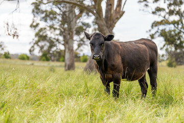 herd of cows in a field grazing on green lush pasture. Expansive Australian Farm Landscape with a...