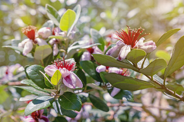 Branches of Pineapple Guava tree with buds and showy flowers.  Feijoa sellowiana