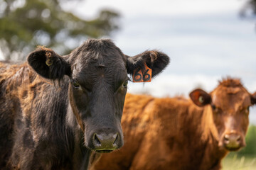 wagyu angus cows Mixed Herd of Healthy Beef Cattle Grazing on Lush Green Pasture. Regenerative...