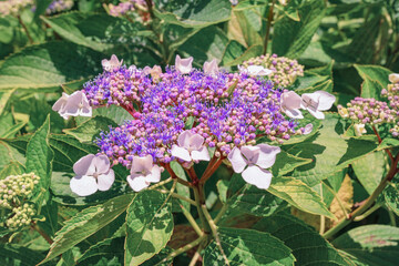 Spring flowers. Beautiful flowers of hydrangea in garden, Hydrangea aspera