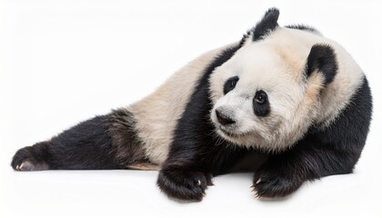 Naklejka premium Adorable Giant Panda Cub Lying Down, White Background, Wildlife Photo