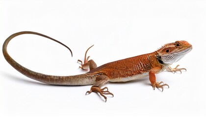 Fototapeta premium Red Bearded Dragon Lizard Reptile on White Background Closeup