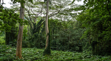 Background of Tall Trees in a Jungle Forest.