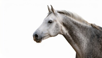 Elegant Grey Horse Portrait Majestic, Powerful, Beautiful Animal