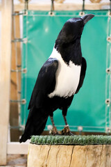 Magpie at a falconry stand in The Alfonsi medieval market in the old town of Alcaraz