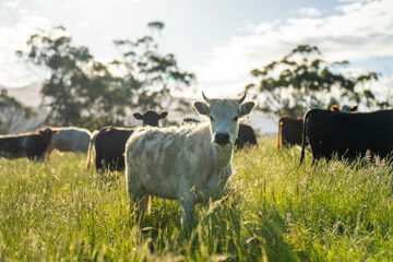 wagyu angus cows Mixed Herd of Healthy Beef Cattle Grazing on Lush Green Pasture. Regenerative...