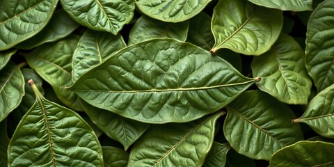 Fototapeta premium Overlapping Leaves: An intricate macro shot of vibrant, healthy leaves, with each vein and curve, portraying the delicate dance of nature's artistry.