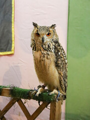 Owl at a falconry stand in The Alfonsi medieval market in the old town of Alcaraz