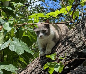 A cat on a walk. Cats are independent pets. They explore the area. They sniff the flower beds, the territory, the trees and the grass. They mark their territory with the halo of being in the yard.