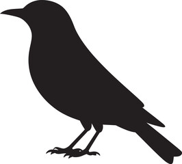 Fototapeta premium crow on white background