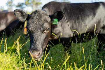 wagyu angus cows Mixed Herd of Healthy Beef Cattle Grazing on Lush Green Pasture. Regenerative...