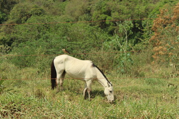 white horse in a field with a hawk in his back