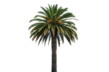A single palm tree with green fronds and a brown trunk isolated against a black background