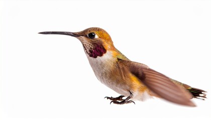 Fototapeta premium Allens Hummingbird in Flight Wings, Feathers, Colors, Beauty, Nature
