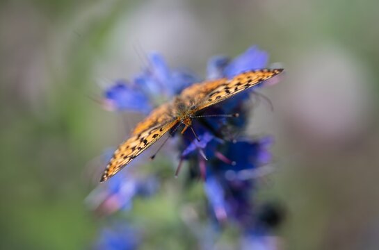 Small pearl-bordered fritillary