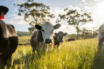 herd of cows in a field grazing on green lush pasture. Expansive Australian Farm Landscape with a...