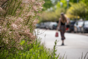 Pink tamarisk branches near urban street with blurred walking woman © Nataliia