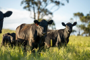 wagyu angus cows Mixed Herd of Healthy Beef Cattle Grazing on Lush Green Pasture. Regenerative...